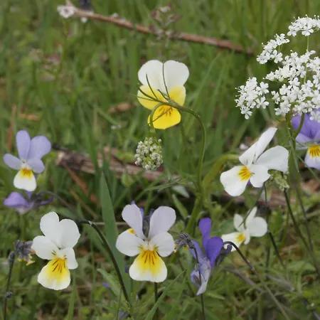 別荘 La Maison D'anastasie Saint-Etienne-du-Vigan