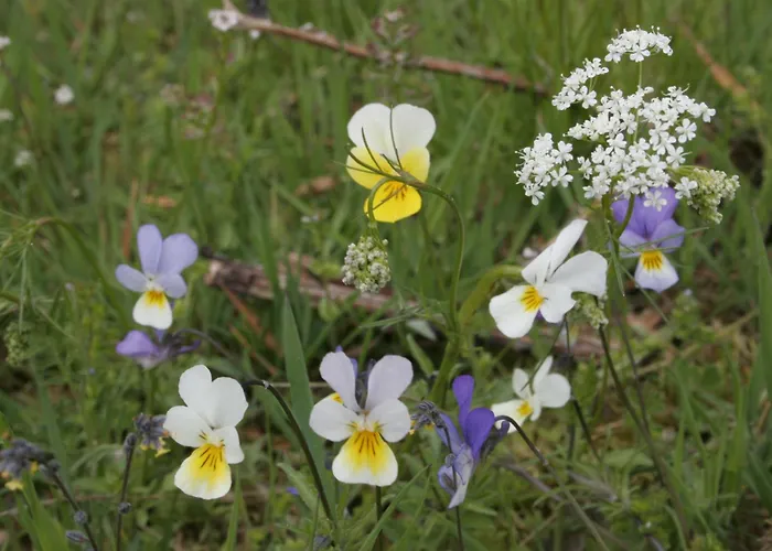 Holiday home La Maison D'anastasie Saint-Etienne-du-Vigan